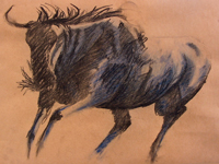 Wildebeest