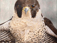 Peregrine Falcon painting