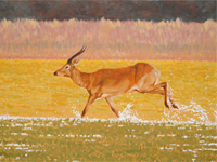 Kob Antelope painting