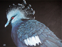 Victoria Crowned Pigeon