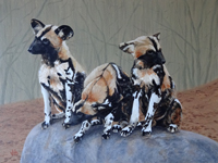 African Hunting Dog Pups painting