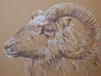 Old Norwegian Ram drawing