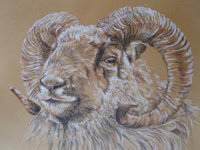 Old Norwegian Ram 2 drawing