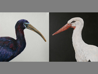 Glossy Ibis and Stork paintings