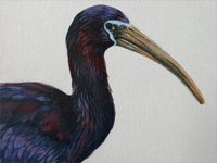 Glossy Ibis painting