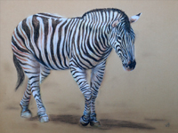 Plains Zebra 1 drawing