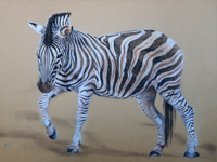 Plains Zebra 2 drawing