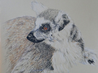 Lemur Portrait