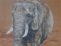 African Elephant drawing