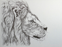 Lion drawing 1