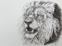 Lion drawing 2