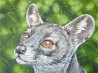 Fossa painting