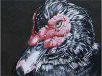 Muscovy Duck painting