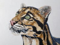 Clouded Leopard painting