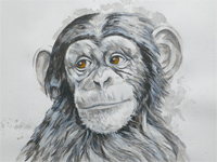 Young Chimpanzee painting